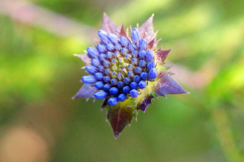 Jasione montana